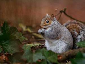 Supporting image for story: UK's woodland wildlife declining and veteran trees disappearing despite more tree cover, report finds