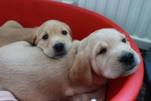 Two of Nellie's puppies