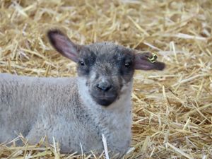 Supporting image for story: Farm visitors celebrate Easter with some adorable new arrivals 