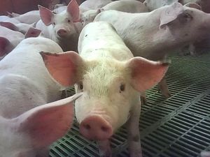 Supporting image for story: Cranswick says review ‘well advanced’ after pig farm abuse claims