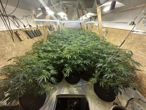 Supporting image for story: Teenager charged after police raid cannabis factory in Brierley Hill