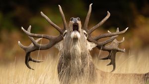 Jamie's other highly commended image 'Rutting Call'