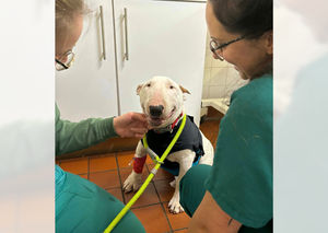 Teme Vets in Ludlow confirmed Charlie was "back to his cheeky self" after his surgery. Photo: Teme Veterinary Practice
