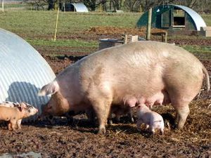 Supporting image for story: Shropshire pig academy to open for budding farmers