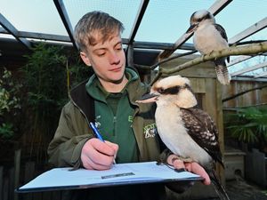 Supporting image for story: From cockroaches to kookaburras: Telford zookeepers count 1,500 animals in annual stock take