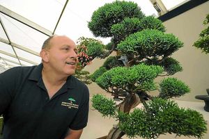 Dave Nicholson from Derbyshire Bansai takes a closer look at an exhibit