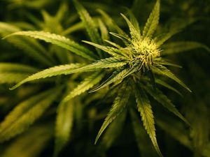 Supporting image for story: There's a new UK study testing the effects of cannabis on children with brain tumours 