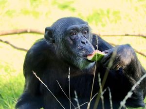 Supporting image for story: Zoo puts out request for sheets and bedding for primate population