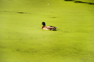 This duck makes it way through the green algae