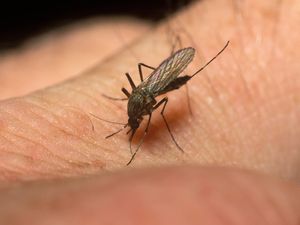 A mosquito biting someone's skin