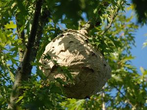 Supporting image for story: Scientists counter Asian hornet threat using insect-size radio trackers