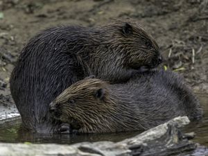 Two beavers engaging in mutual grooming