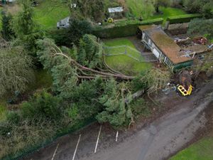 Aerial photos show the scale of the tree