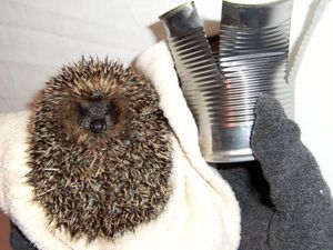 Supporting image for story: Hedgehog on road to recovery after getting trapped in can