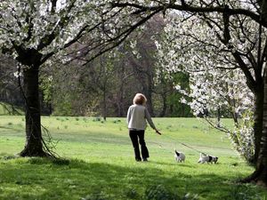 Supporting image for story: Irresponsible dog owners in Tenbury Wells area face £100 fixed penalties