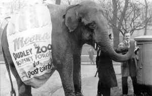 Supporting image for story: 'Reader calls for national prostate cancer screening to save lives' - Your Letters plus Meena the elephant stars in a festive picture from the archive