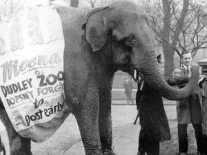 Supporting image for story: 'Reader calls for national prostate cancer screening to save lives' - Your Letters plus Meena the elephant stars in a festive picture from the archive