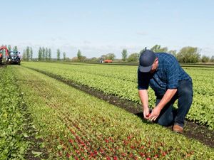 Supporting image for story: Everything you need to know about Brexit and tariffs