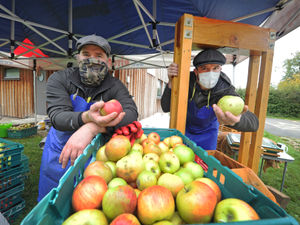 Supporting image for story: Apple harvest in full swing