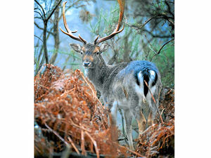 Supporting image for story: Deer numbers on Cannock Chase are up in one of harshest winters for years