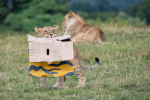 The lion cubs at West Midland Safari Park celebrated their first birthday with gift boxes and the park's adult lions