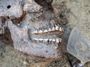 Supporting image for story: Did history forget the elderly? New research finds people in the Middle Ages regularly lived to 70