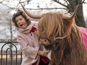 Elaine C Smith with a Highland cow, which is wearing a pink coat