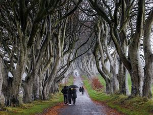 People walking at the Dark Hedges in Co Antrim