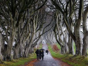 People walking at the Dark Hedges in Co Antrim