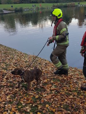 Amora was found on an island in the middle of a lake at a park