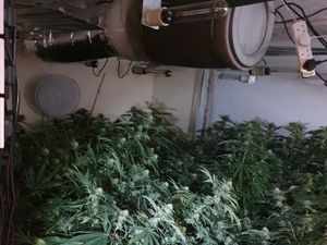Supporting image for story: 145 cannabis plants found growing at Walsall property