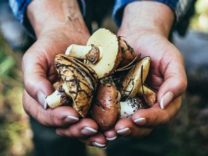 Supporting image for story: Scientists have found mushrooms have a surprising health benefit