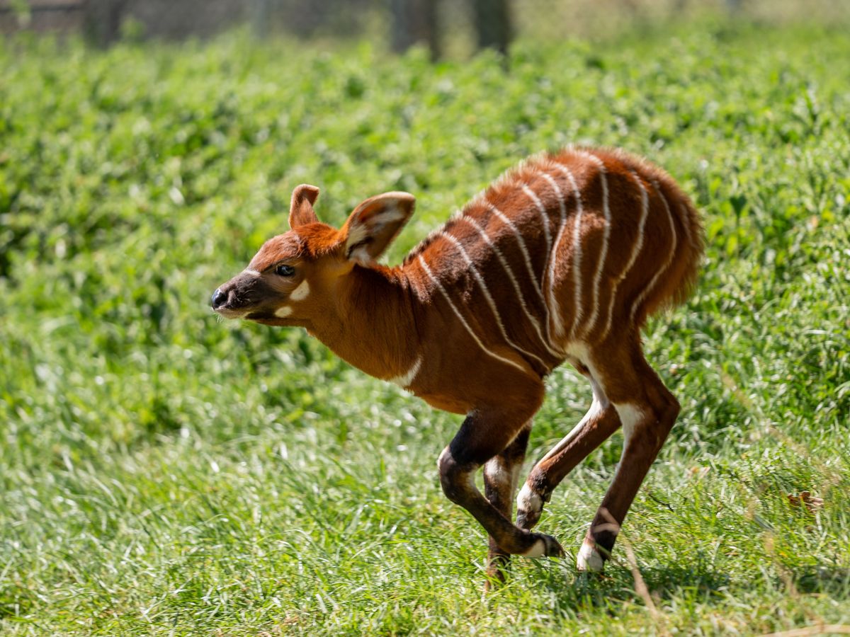 Critically endangered eastern mountain bongo calf born at UK safari park