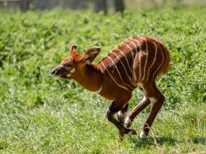 An eastern mountain bongo calf plays outside