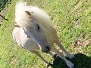 Supporting image for story: £1,000 reward for return of pony stolen from Shropshire