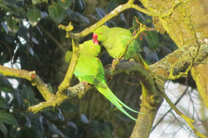 These birds were recently spotted in West Park, Wolverhampton