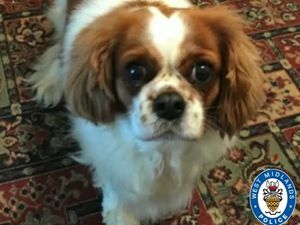 Supporting image for story: Police issue new appeal to find Walsall pensioner's stolen dog