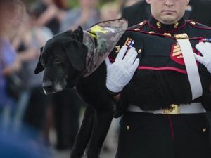 Supporting image for story: This US Marines dog was given a hero’s parade in his final moments