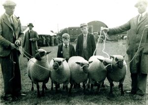 Clun Sheep Sale at Craven Arms 1945 with Malcom & Robert Eckley stood behind their fathers winning shearling ewes
