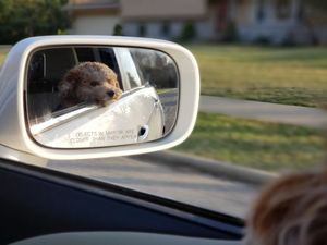 Supporting image for story: LETTER: Don’t leave your dog in a hot car