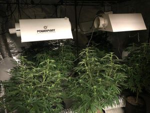 Supporting image for story: More than 100 cannabis plants found on Wednesfield industrial estate