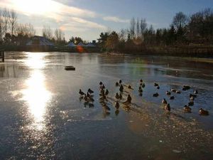 Supporting image for story: Christmas travel chaos grinds on