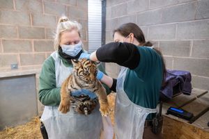 The cubs have had their first round of vaccinations. Photo: Matthew Lissimore