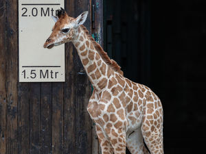 Supporting image for story: Chester Zoo baby giraffe takes first steps outside