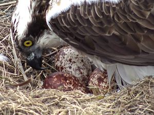 Supporting image for story: Baby ospreys could hatch at Montgomeryshire Wildlife Trust this half term