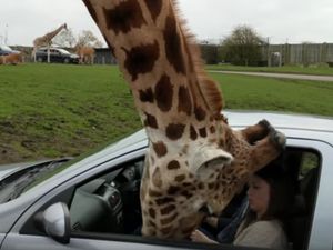 Supporting image for story: Watch: Car window shatters over giraffe's head at safari park