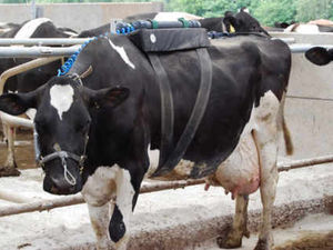 Supporting image for story: Monitoring Shropshire cows' methane emissions