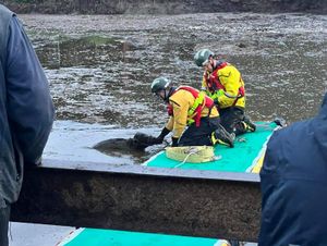 Supporting image for story: Calf rescued from slurry pit at Shropshire farm