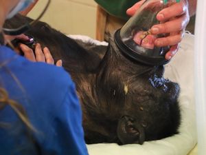 Supporting image for story: Dudley Zoo chimp pays a visit to the dentist to have teeth removed