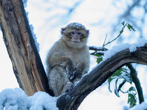 Supporting image for story: Heartwarming video shows highly endangered Barbary macaques playing in the snow at Midlands forest
